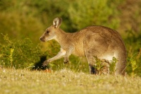 Klokan obrovsky - Macropus giganteus - Eastern Grey Kangaroo 4922